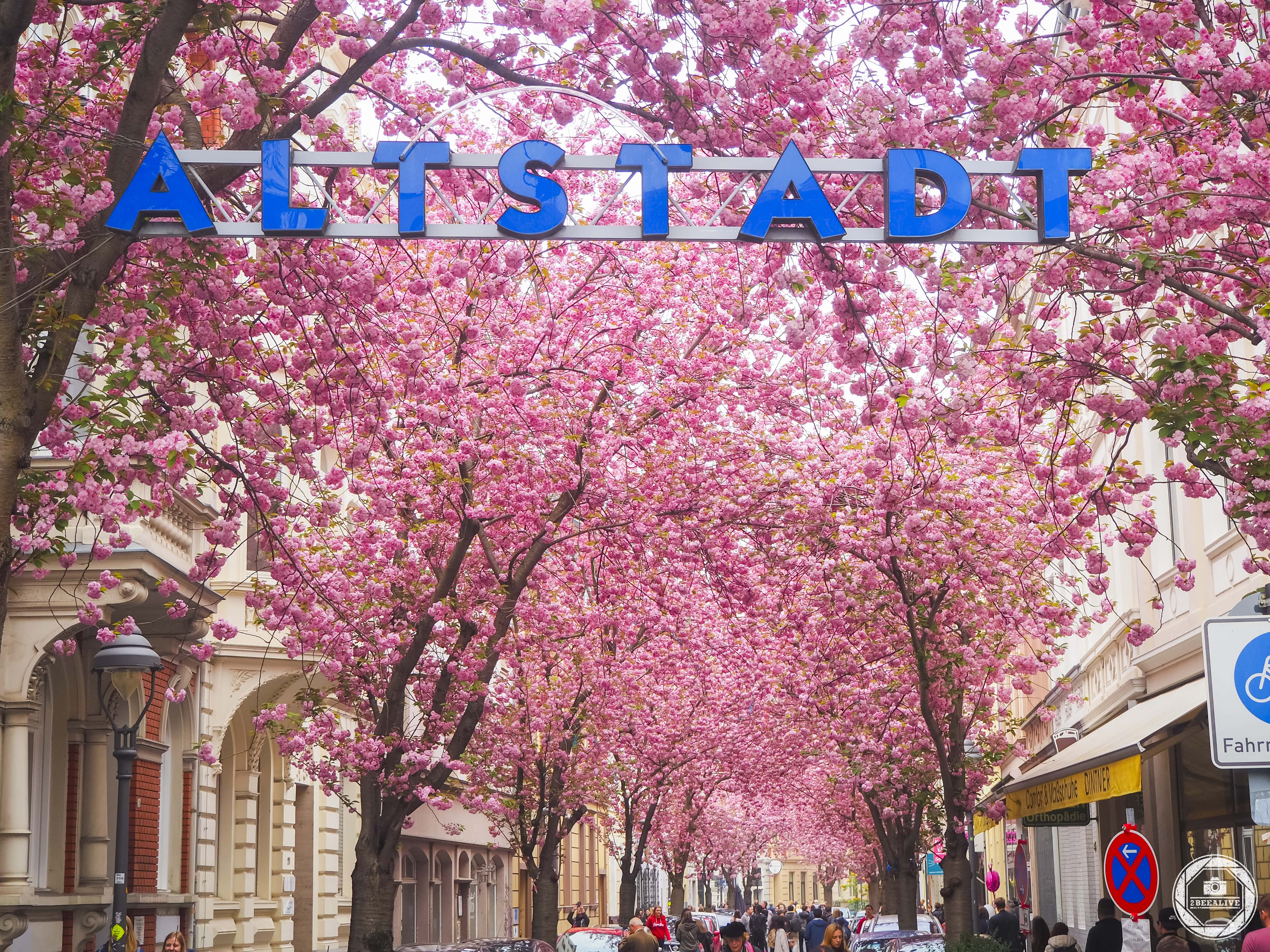 Kirschblüte Bonner Altstadt